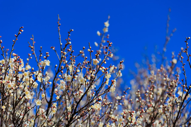 EOS_R6_154468.jpg