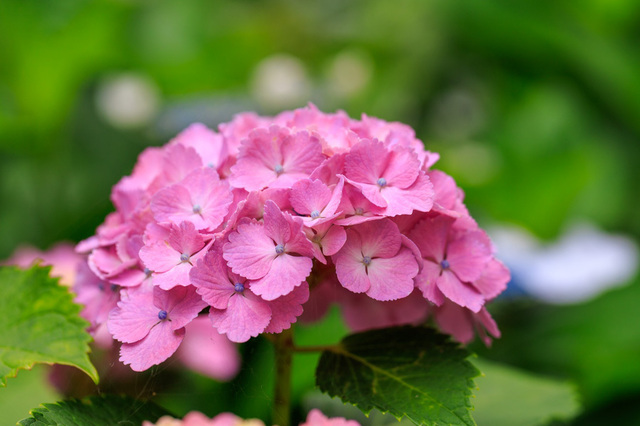 _MG_4165.jpg